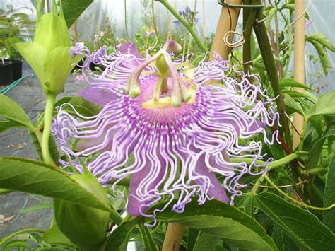 Photos of Nature: Photos Of Jungle Flowers