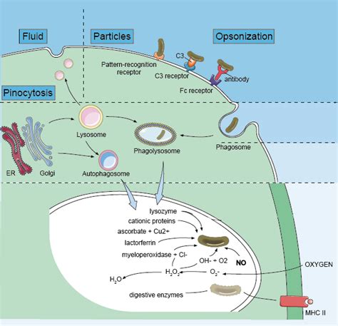 Macrophage Phagocytosis Assay