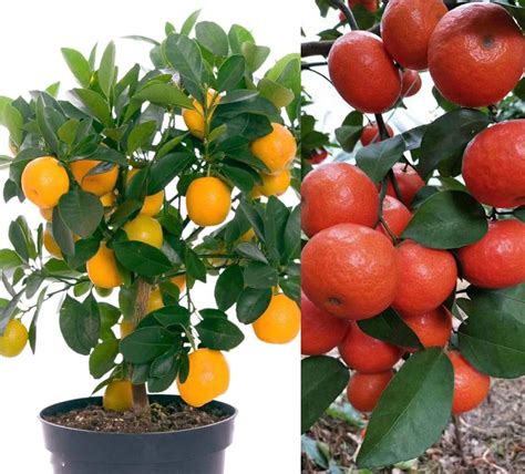 Buy 20+ Mandarin Orange Tree Dwarf Edible Fruit Citrus Fruit Outdoor s ...