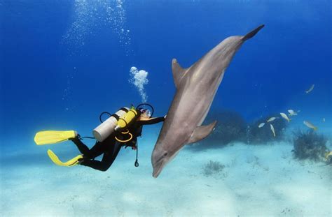 Swimming with Dolphins While Diving: Benefits and Risks