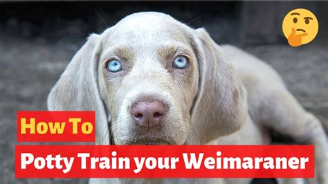 How to easily house train Weimaraners? Effective Training tips - YouTube