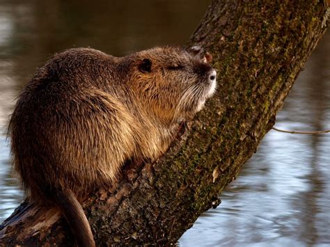 Castor | North american animals, Baby beaver, Small house pets