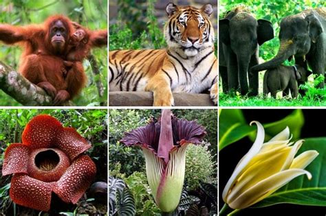 Merumuskan Faktor Keberagaman Flora dan Fauna Indonesia - Media ...