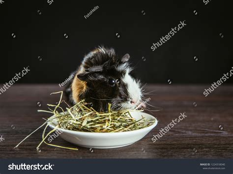 533 Guinea Pig Eating Hay Images, Stock Photos & Vectors | Shutterstock