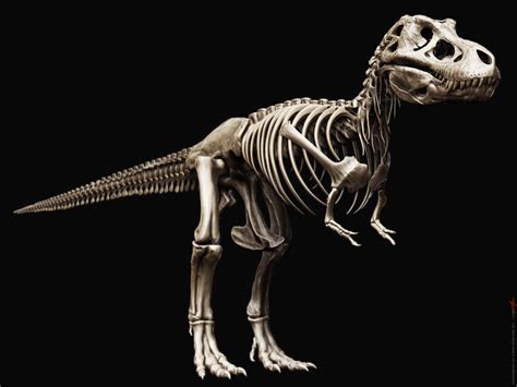 Image - Tyrannosaurus rex skeleton by airt-d39cpb6.jpg | Prehistoric ...