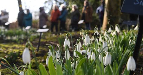 Snowdrop season has finally arrived at Anglesey Abbey with special ...