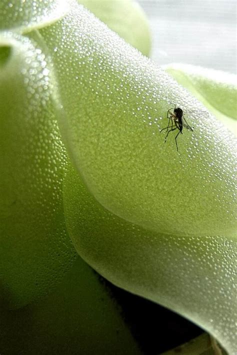 7 Best Ways to Get Rid of Gnats in Plants Naturally