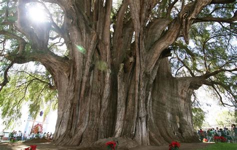 Árbol del Tule, a Montezuma Cypress, is located in the town center of ...