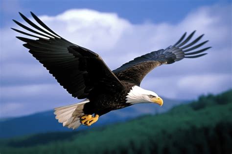 4,113 Bald Eagle Flying Silhouette Royalty-Free Images, Stock Photos ...