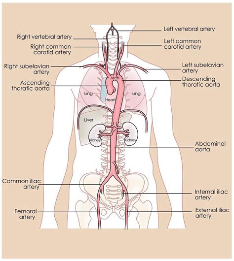 The aorta is the largest artery in the body. The aorta begins at the ...