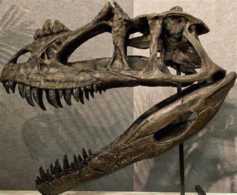 Ceratosaurus nasicornis skull Dinosaur Head, Dinosaur Skeleton ...