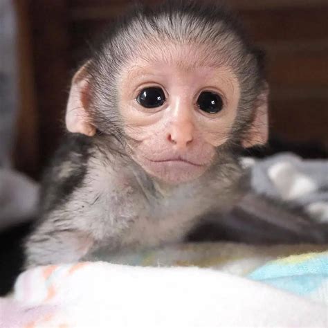 Capuchin monkey for sale and adoption - Home