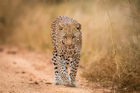 5 facts about leopards - leopards facts , facts about leopards