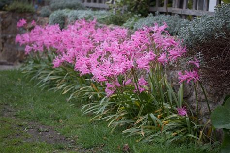 Nerine bowdenii - African border | Planting bulbs, Lily plant types ...