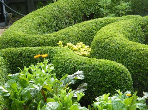 P O T A G E R: Seven Excellent Varieties of Boxwood for the South