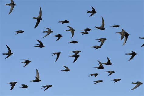 Support for the Totley Swift Group — Birds on the Brink