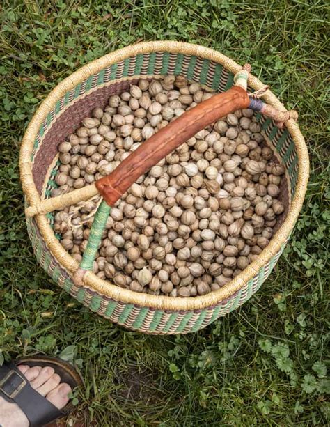 Shagbark Hickory Nuts: Harvesting, Cracking and Cooking