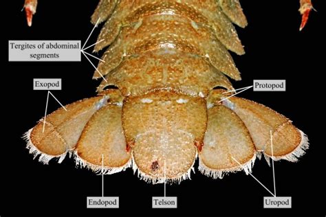 The dorsal view of uropods and telson, which together make up the tail ...