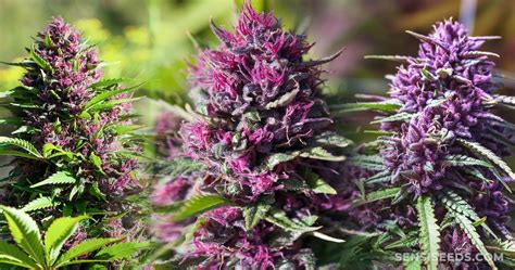 9 Best Purple Strains - Sensi Seeds