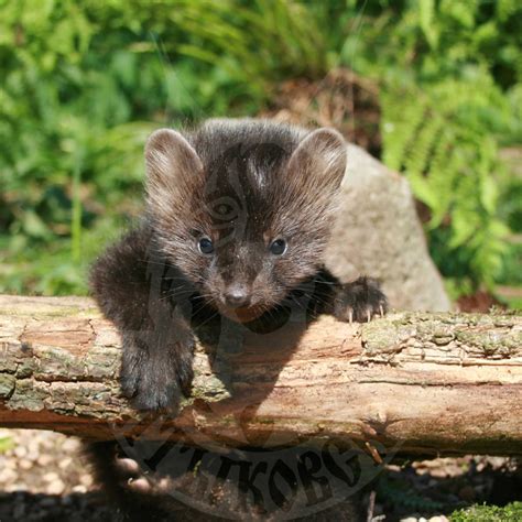 Sale of young sable cubs – Saltykovsky Fur Farm