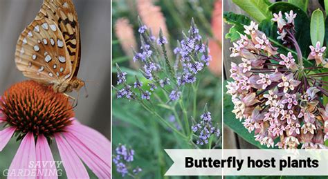 Butterfly Host Plants: How to Provide Food for Young Caterpillars