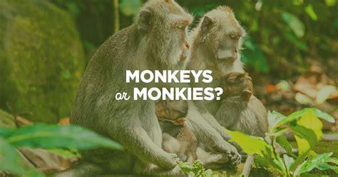 Which of the options is correct: monkeys or monkies?