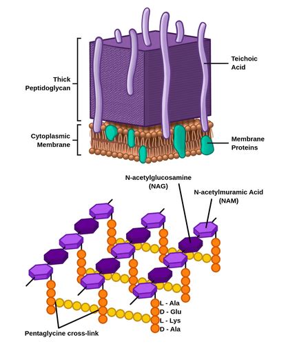 Gram-positive cell wall - Labster