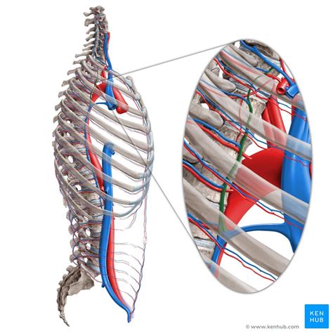 Intercostal veins: Anatomy, drainage, clinical aspects | Kenhub