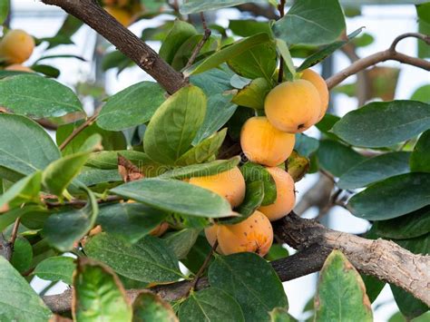 Diospyros Kaki Persimmon, Oriental Persimmon, Kaki Tree Stock Image ...