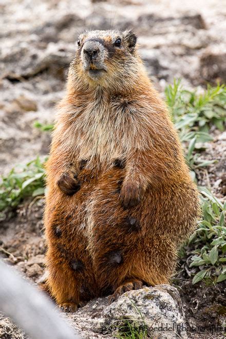 A nursing Yellow bellied marmot | Cindy Goeddel Photography, LLC