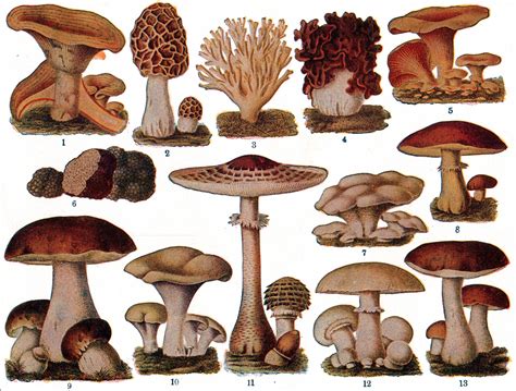 File:Edible Fungi.jpg - Wikimedia Commons