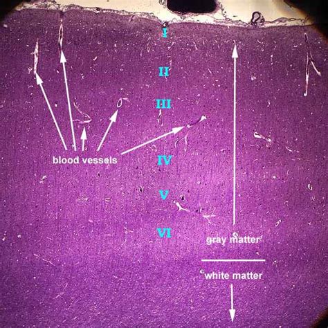 Cerebral Cortex Histology Layers