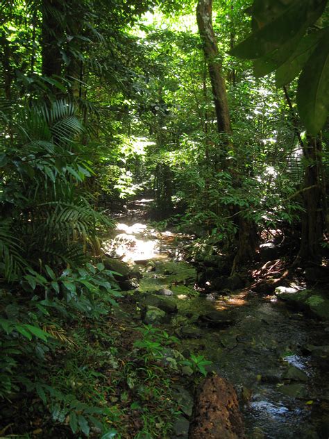 Daintree Rainforest - Wikipedia