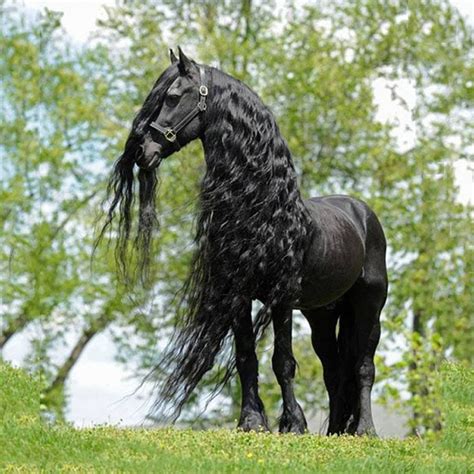 Black Friesian horses are majestic. | Friesian horse, Most beautiful ...