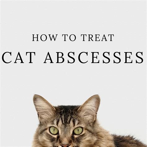 How to Treat Cat Abscesses at Home | PetHelpful