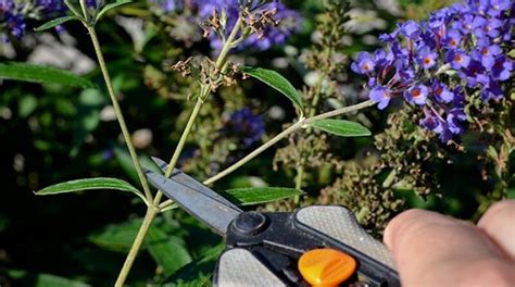 Pruning Buddleias - Butterfly Bushes - How & When To Prune ...