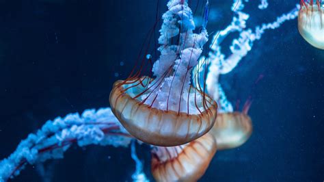 Download jellyfish, underwater, aquatic, animals 2560x1440 wallpaper ...