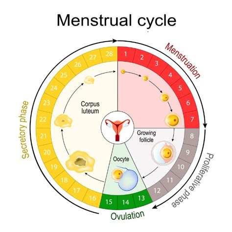 Period & Ovulation Calculator: Fertile Dates Calendar -Motherhood Hospitals