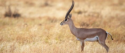 Grant’s Gazelle | African Wildlife Foundation