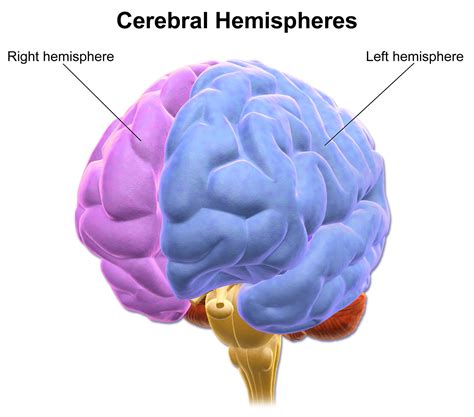 Cerebral hemisphere - Wikipedia