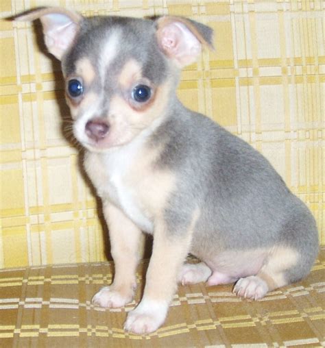 Little blue chihuahua - male...looks just like my Ranger when we first ...