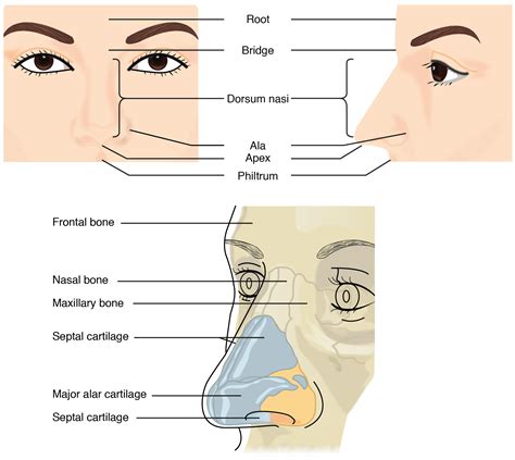 22.1 Organs and Structures of the Respiratory System – Anatomy and ...