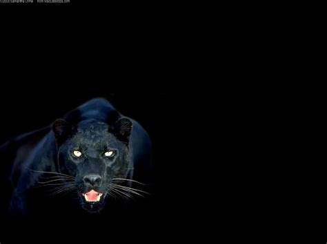 Black Panther Wallpaper Desktop - WallpaperSafari