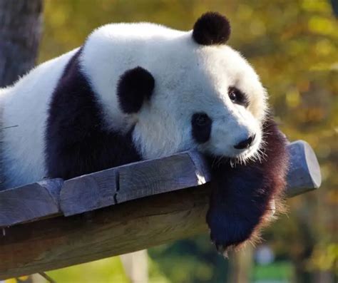 Are Pandas Dangerous (All You Need to Know!) - Animals HQ