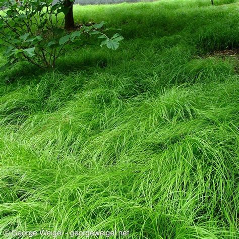 Pennsylvania Sedge Grass, Carex | American Meadows