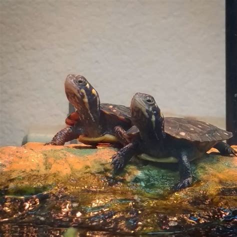 SPOTTED: adorable looking turtles (spotted turtles to be exact!) # ...