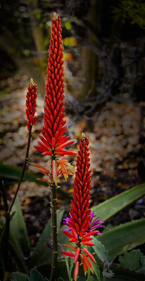 Red Aloe Vera Flower Photograph by Penny Lisowski - Fine Art America