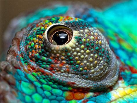 Chameleon eyes, Chameleon, Animals