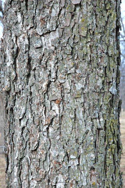 Northern Pecans: Pecan bark peeling?