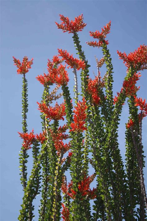 MEXICAN Ocotillo Cuttings Cold Hardy 10 Degrees Fouquieria - Etsy